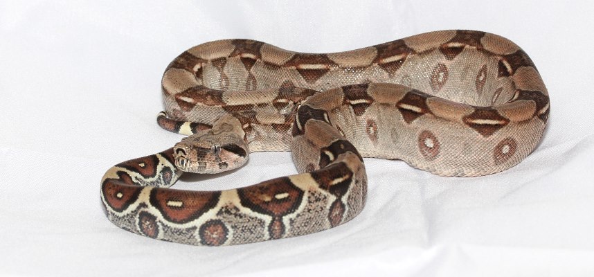 Boa Snakes for Sale