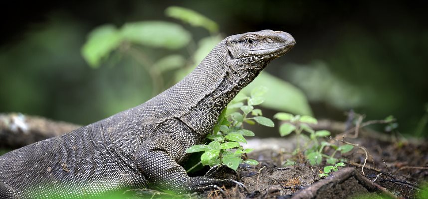 Monitors Lizards for Sale
