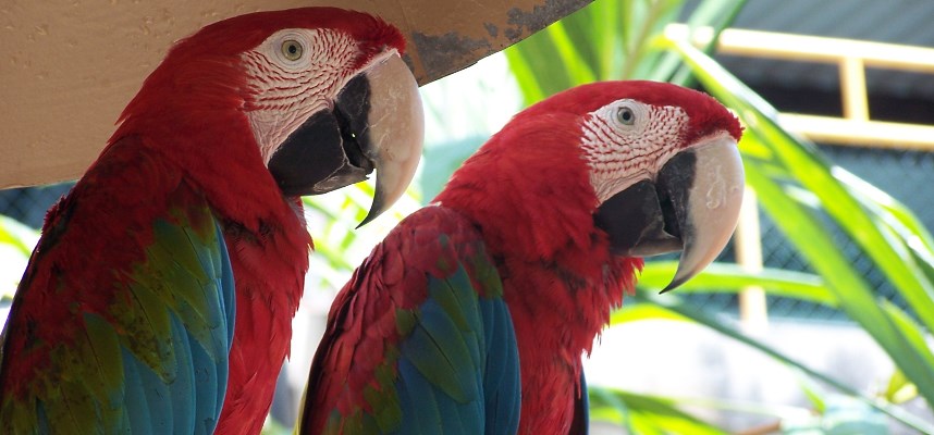 Parrots and Parakeets for Sale