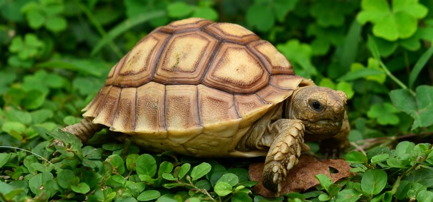 Tortoises and Turtles for Sale